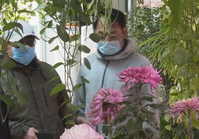 2022东城菊花文化节拉开帷幕