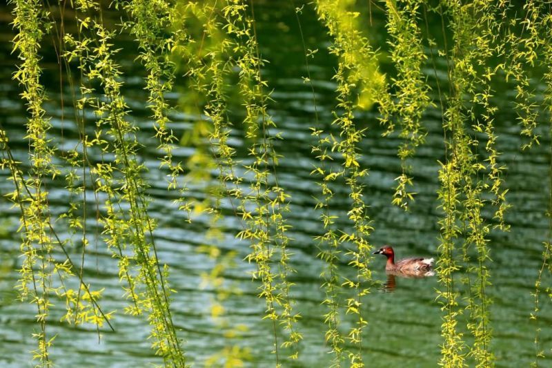 蓝天、碧水、净土，这样的东城，你爱了吗？ (27).jpg