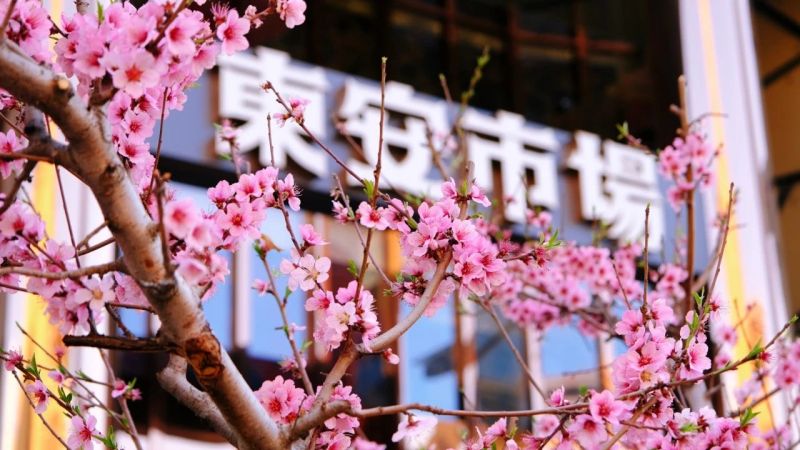 东城，最美四月天 (24).jpg