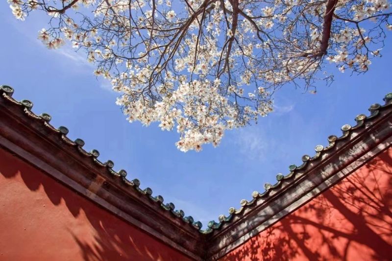 东城，最美四月天 (31).jpg