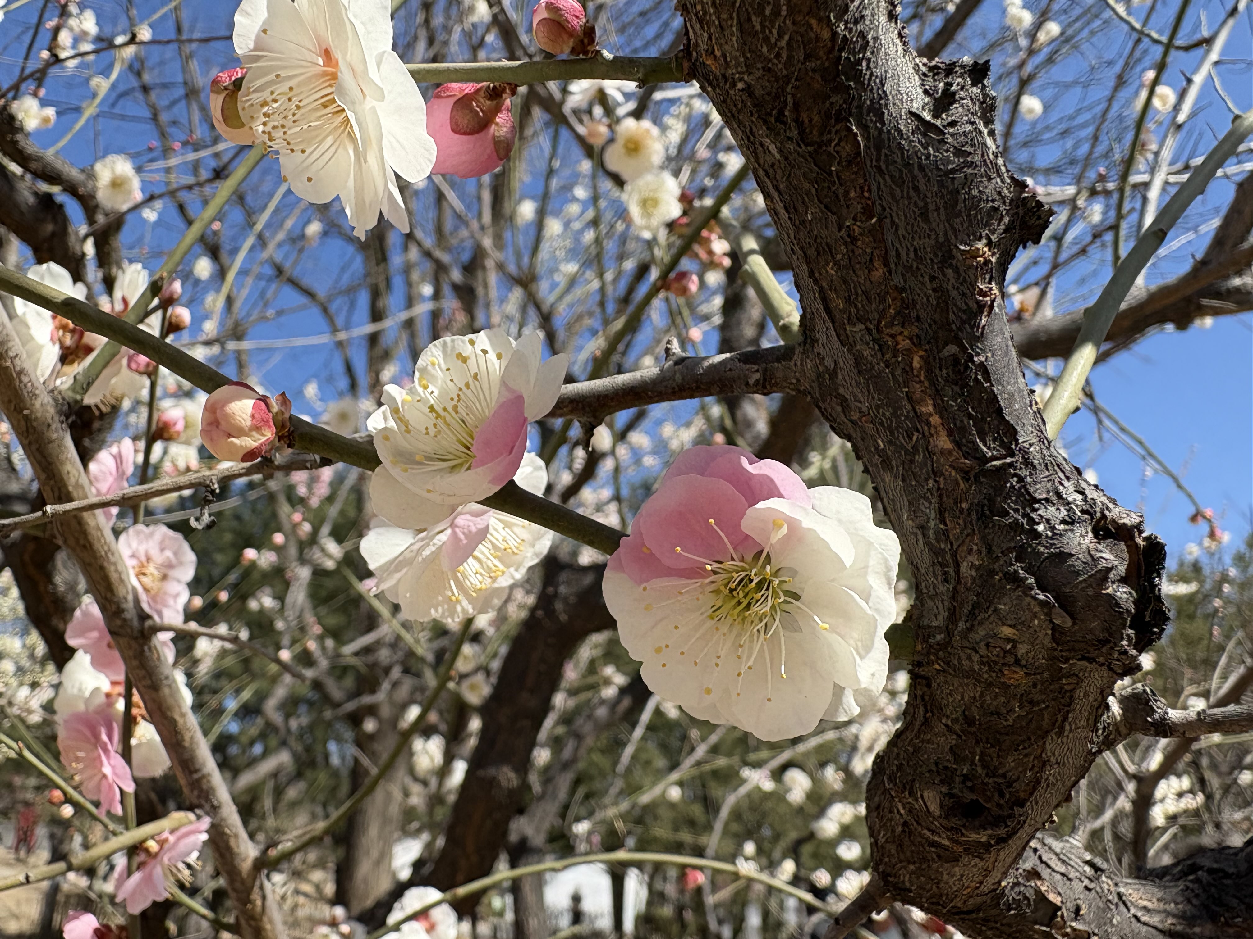 1-q8nb50alnxlx3pee9oytso4w.jpg 1-q8nb50alnxlx3pee9oytso4w.jpg