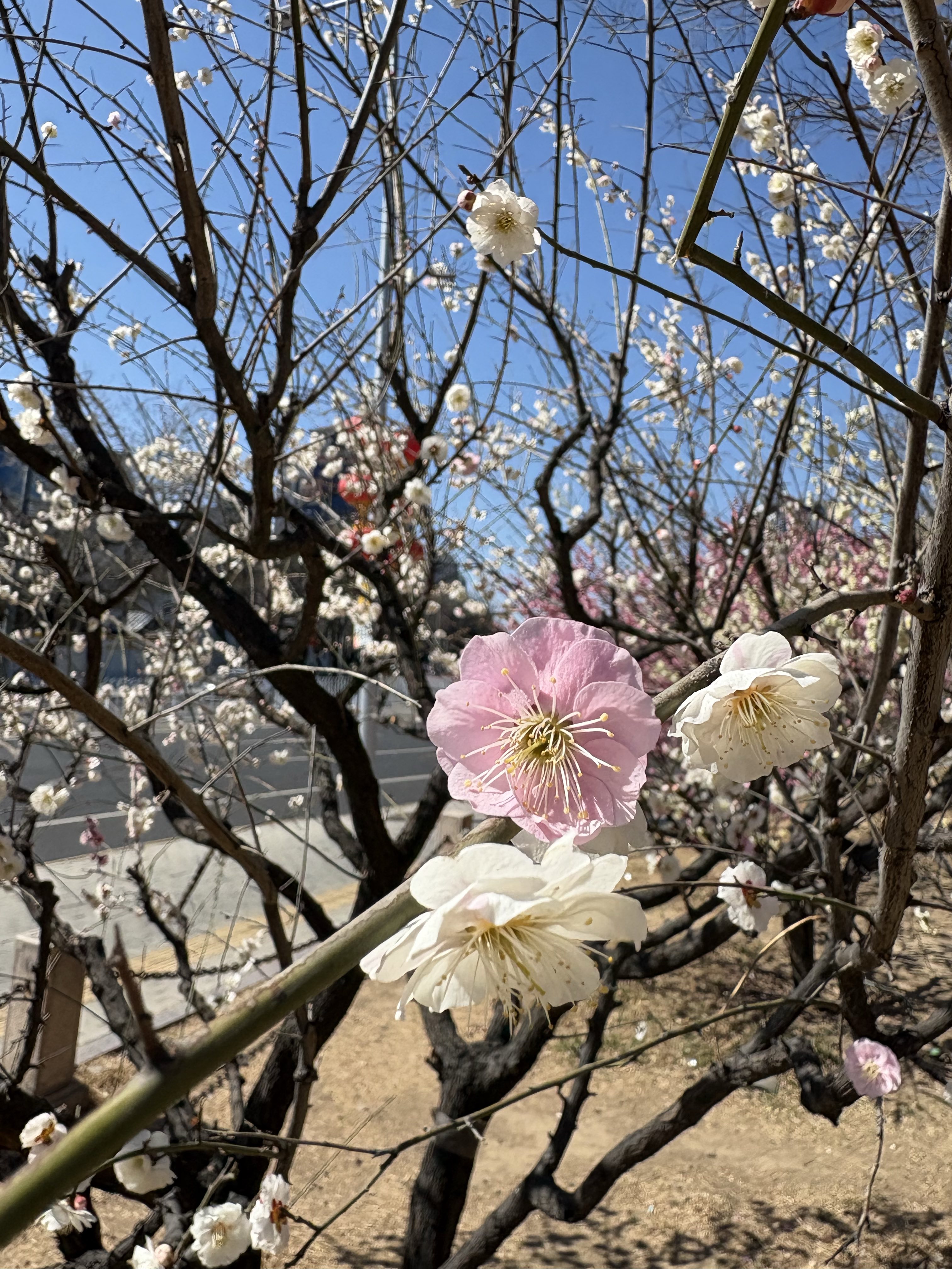 2-o5oeljdx0l1gbwrzvri87pfc.jpg 2-o5oeljdx0l1gbwrzvri87pfc.jpg